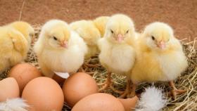 Россия повысила экспорт птицеводческой продукции